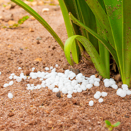 Urea